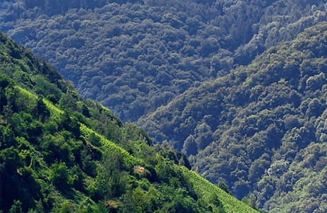 Domaine des Terres Dorées