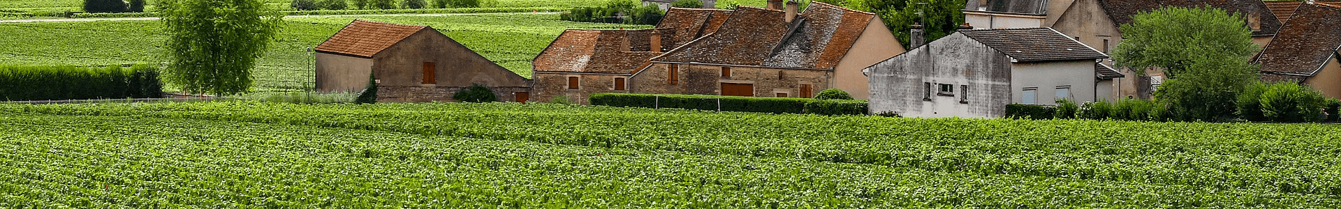 Domaine Trapet Père & Fils