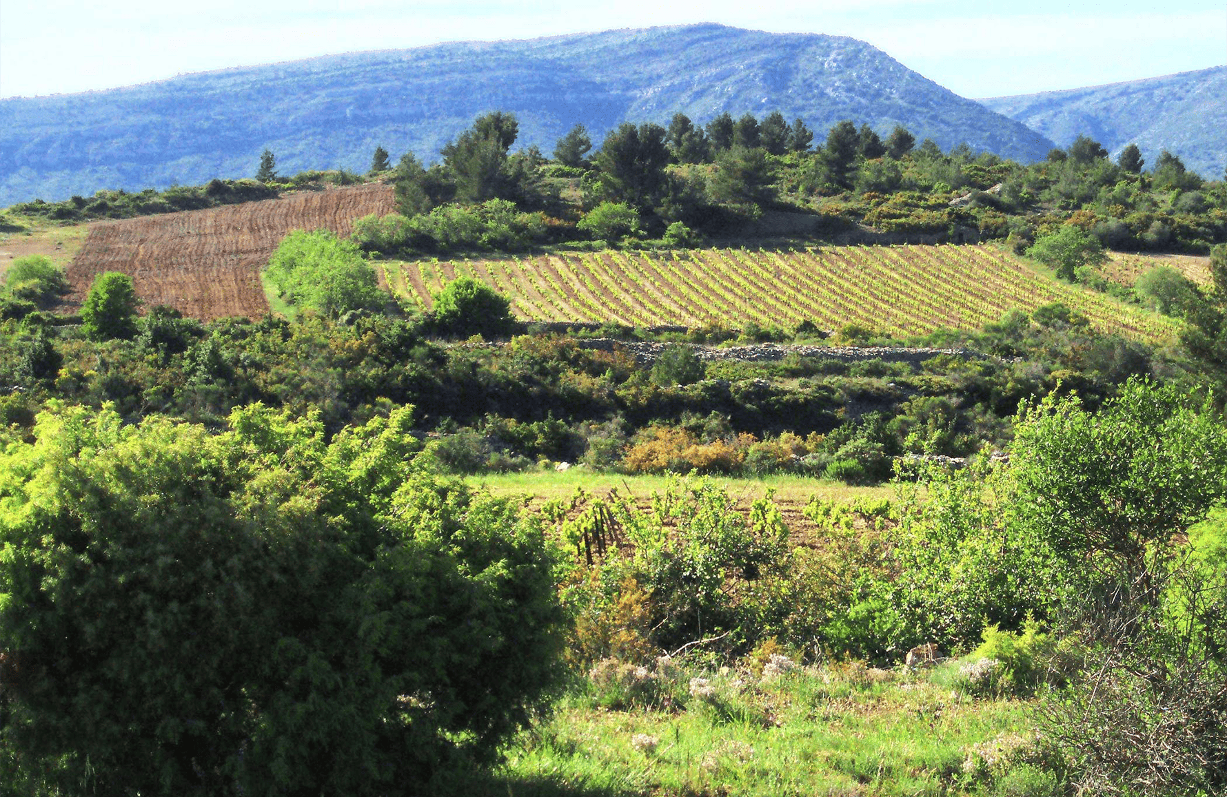 die Geschichte der Clos de l'Anhel
