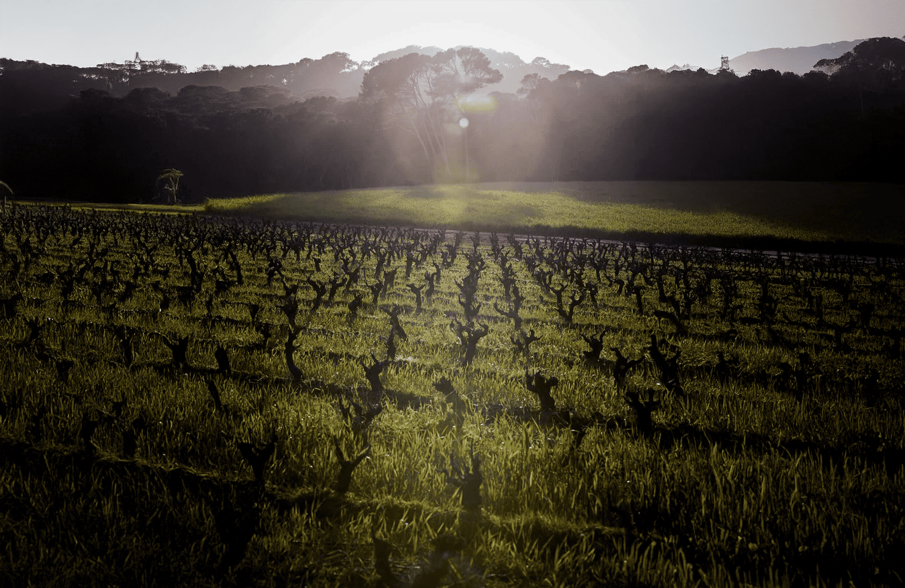 the story of Island Estate