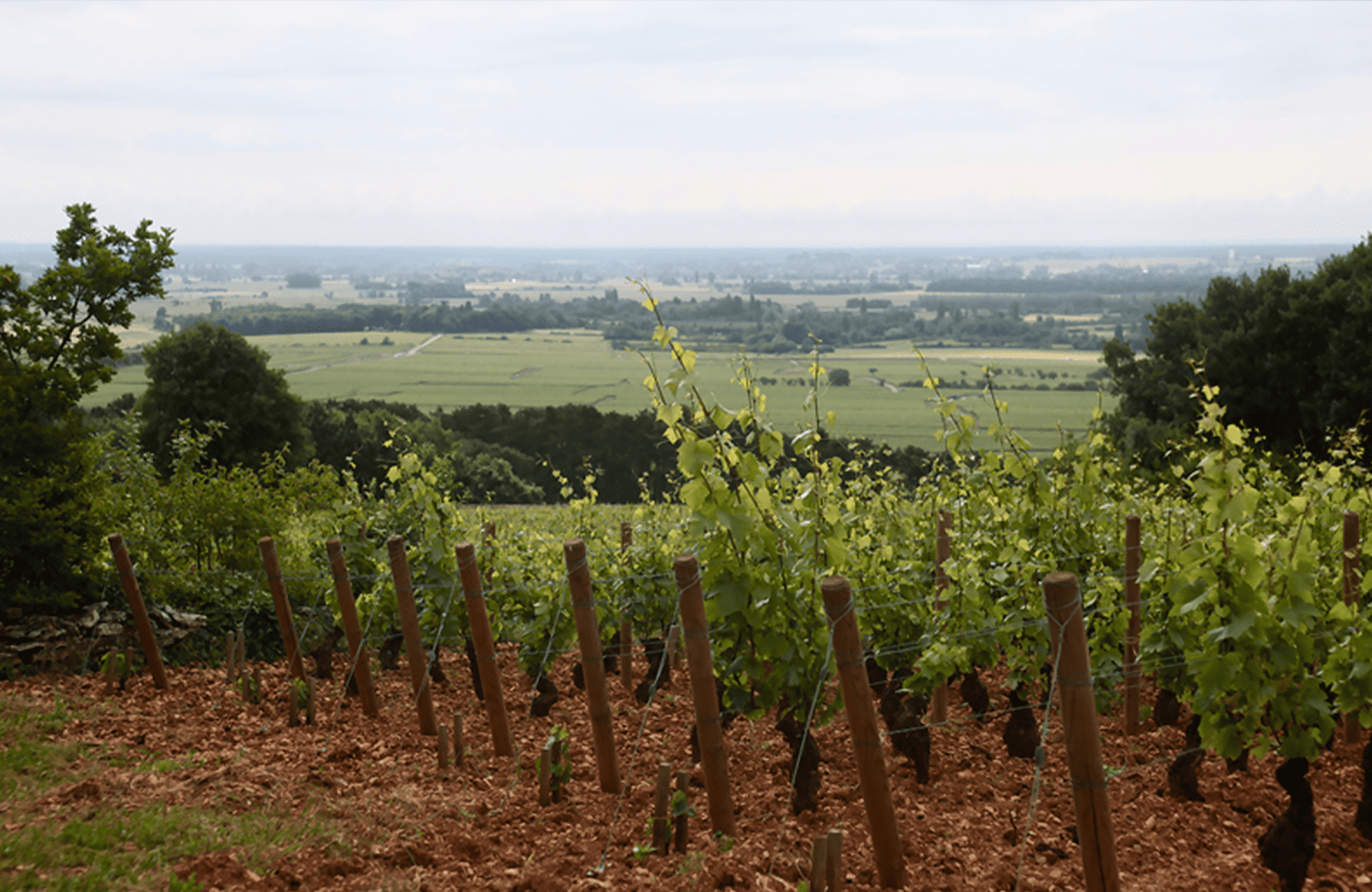 the story of Weingut Etienne Sauzet