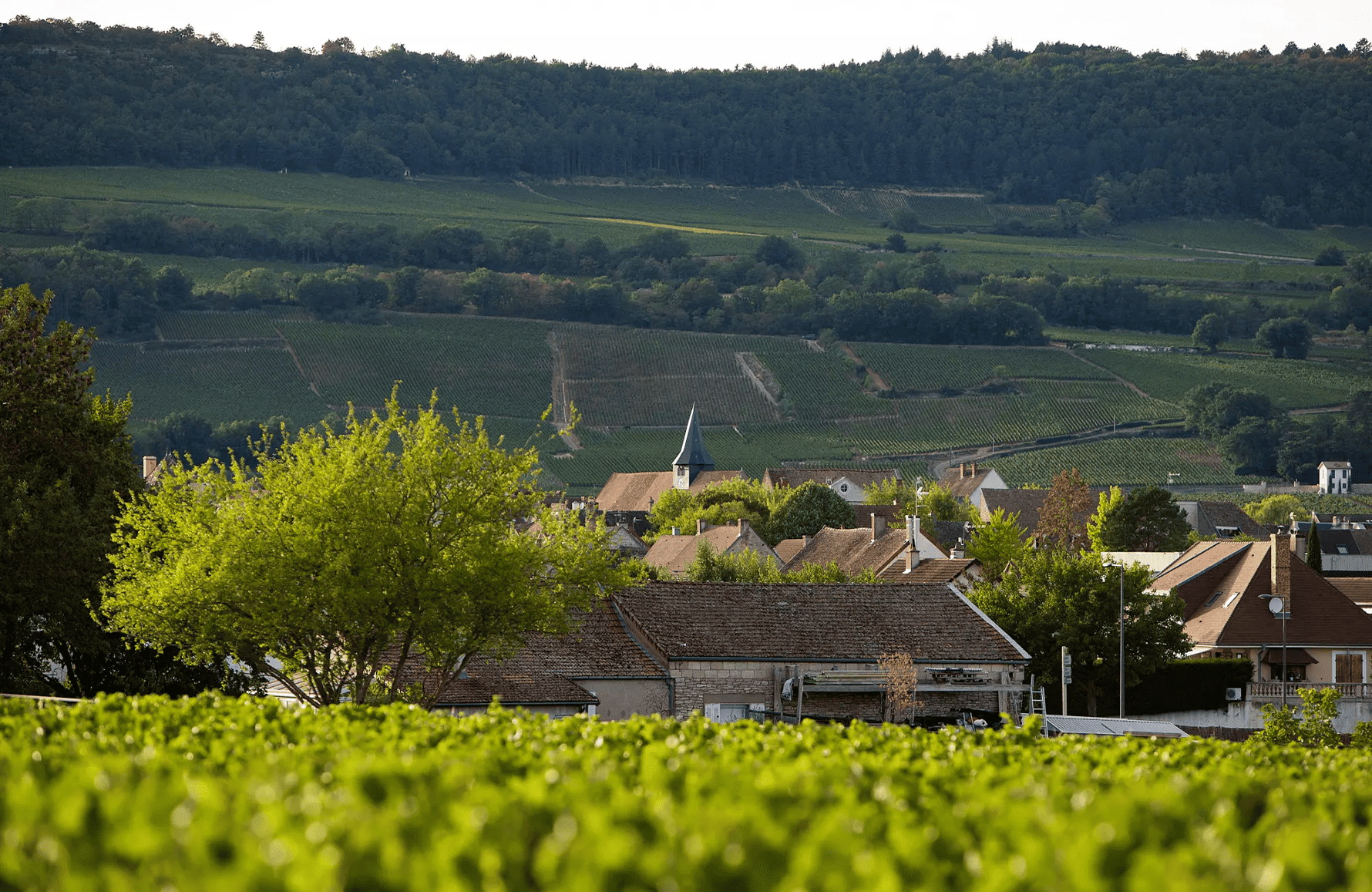 die Geschichte der Domaine Leflaive