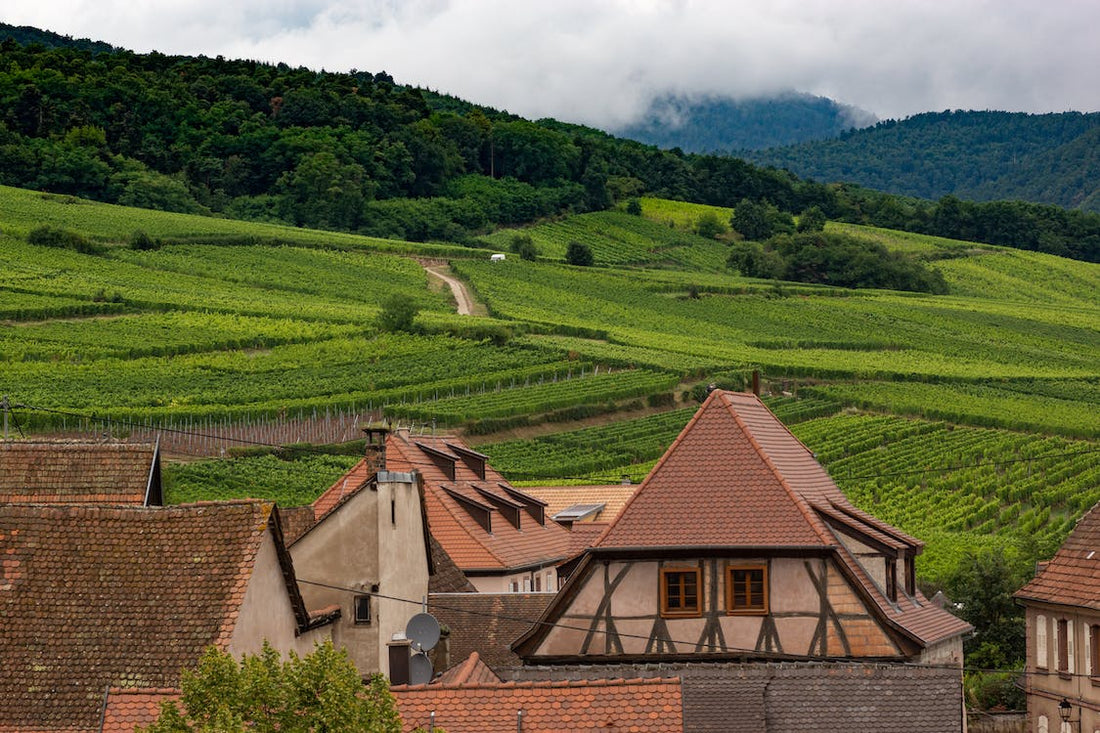 vignoble alsacien