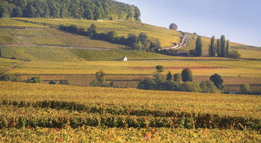 Sélection des 20 vins de 2020
