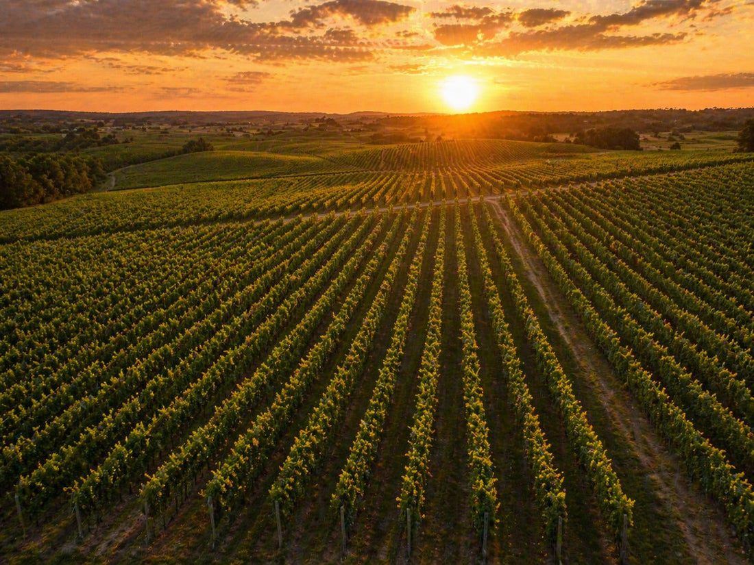 Vignes bordeaux