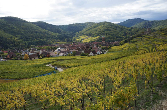 vignoble alsace