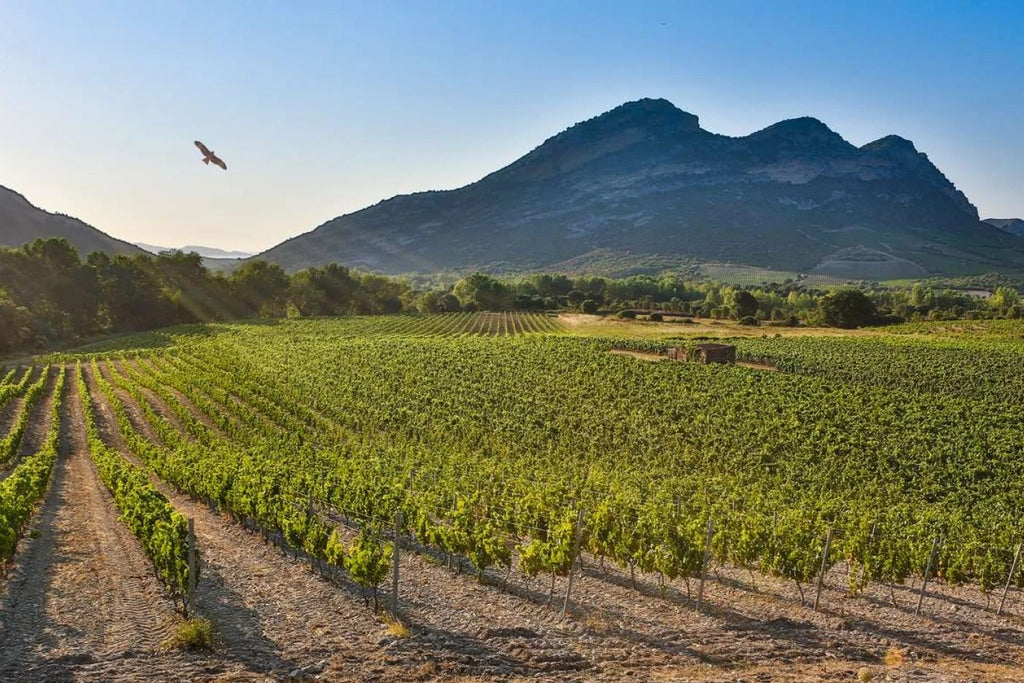 Vins corses