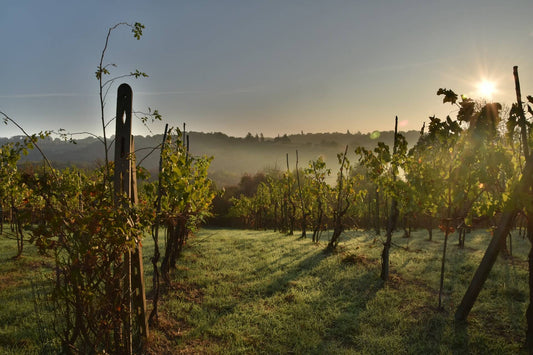 image de partage - vins bio