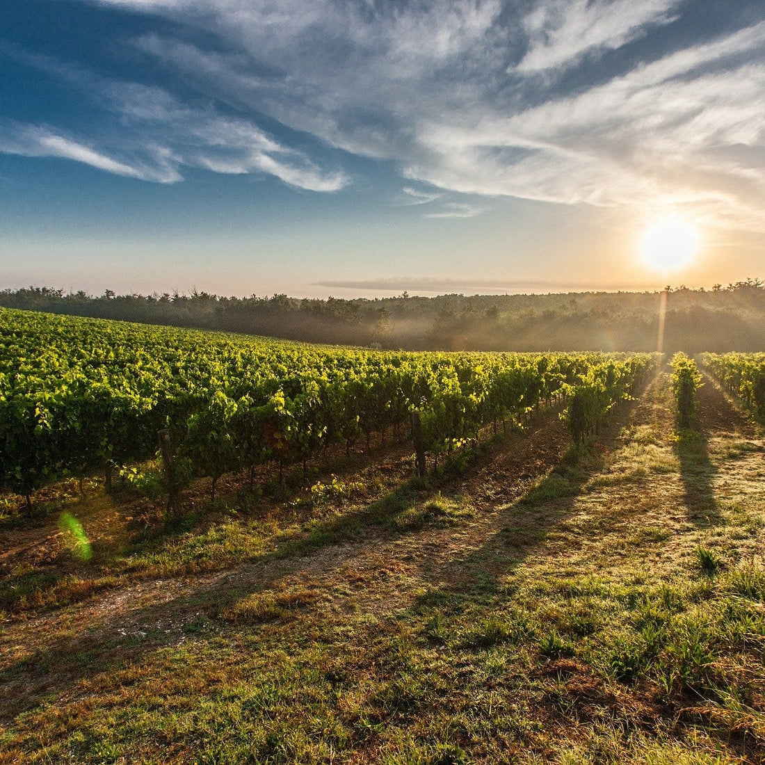 Canicule : Comment protéger vos vins des fortes chaleurs ?