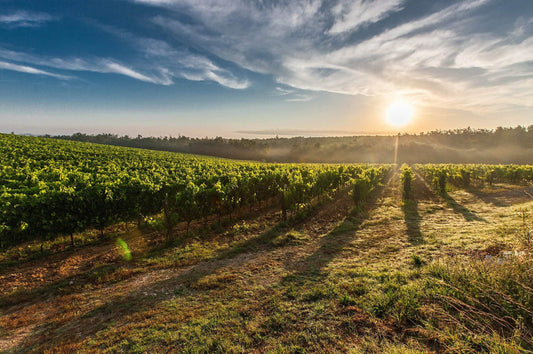 vignoble bordelais