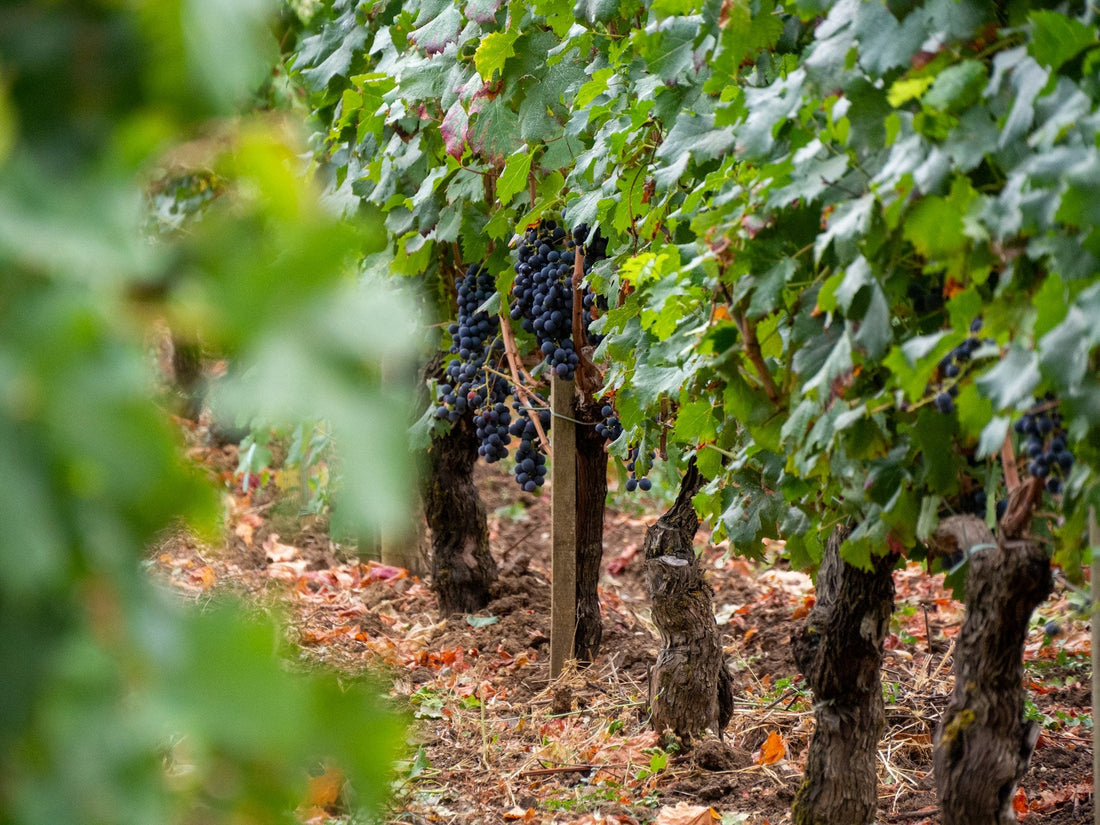Château Calon Ségur fait peau neuve