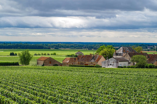 vignoble bourgogne