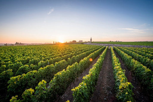 Les vignes du Château Canon à Saint-Emilion - cavissima