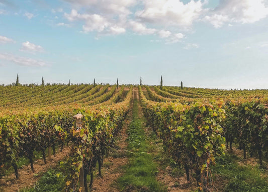 Portrait d'un vin icône : Château Léoville Poyferré