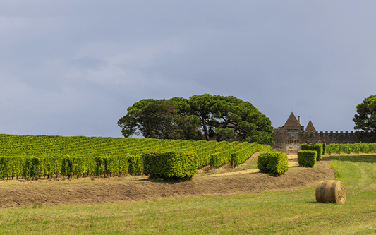 Château d’Yquem 2013 : les 5 bonnes raisons d’en avoir en cave