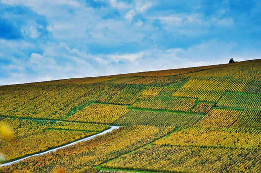 vignoble champagne