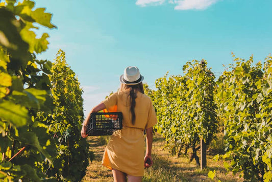 Ces femmes qui ont marqué l’histoire du vin