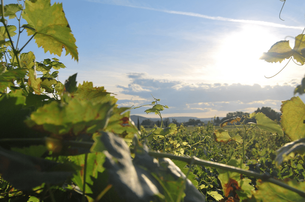 Guide des vins Primeurs de Chapoutier