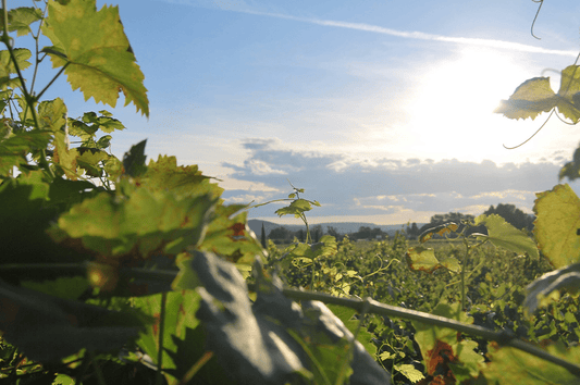 Guide des vins Primeurs de Chapoutier