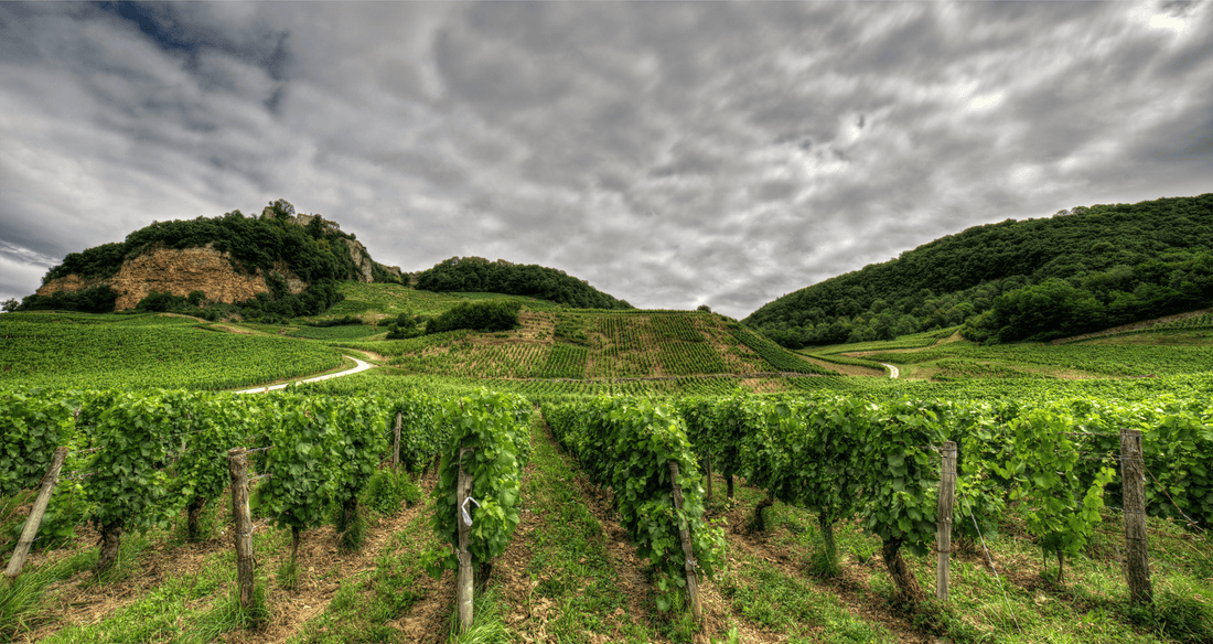 Vignes Jura
