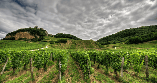 Vignes Jura