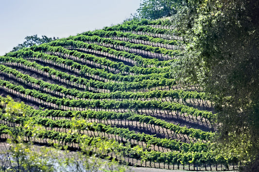Rhône Septentrional