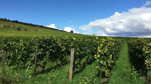 champagnes bio