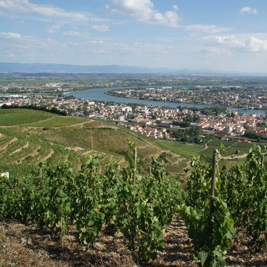 Vignes Rhône