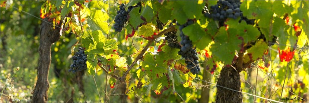 Bordeaux Primeurs 2011 : lancement de la campagne
