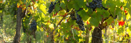 Bordeaux Primeurs 2011 : lancement de la campagne