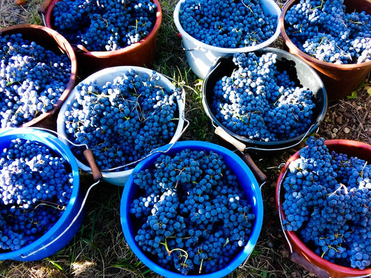seaux raisins vendanges