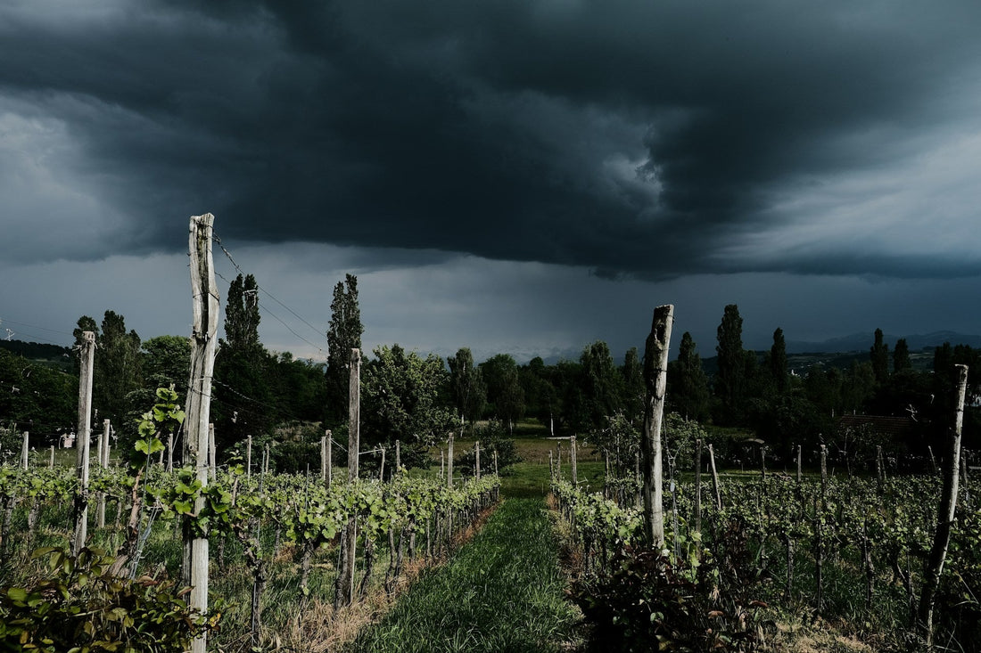 Vigne Orage