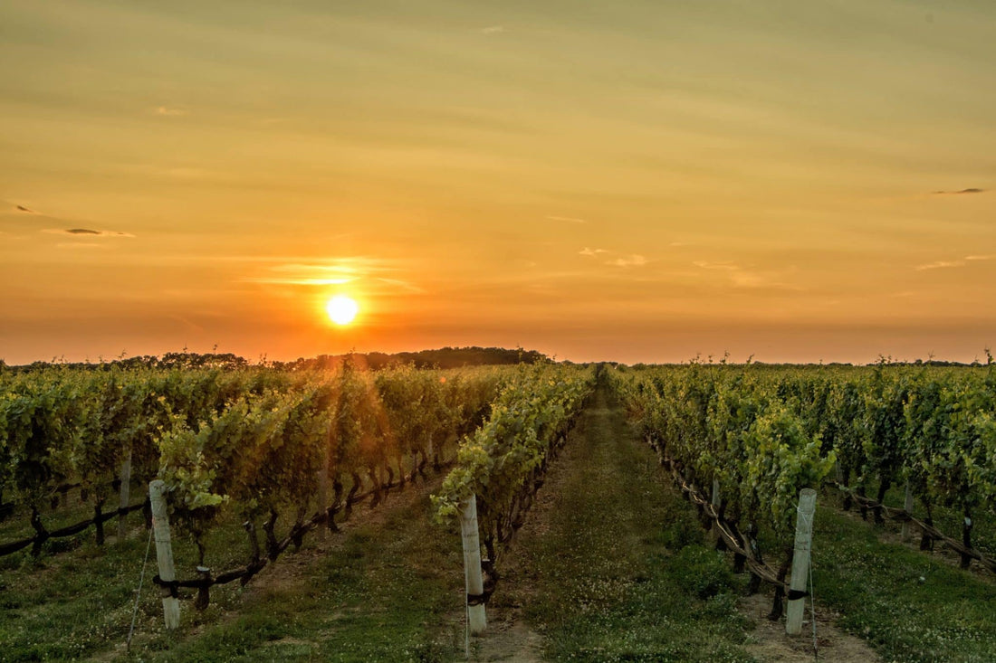 Château d'Yquem 2021 : sortie d’un vin mythique