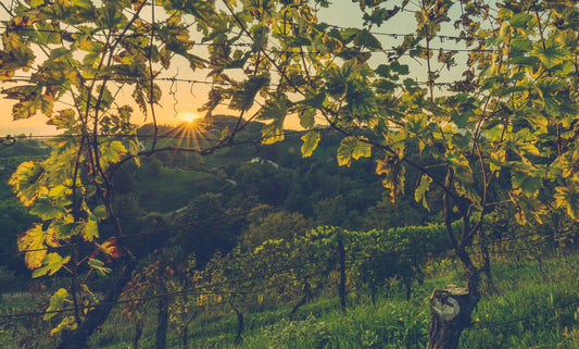 vignes coucher de soleil