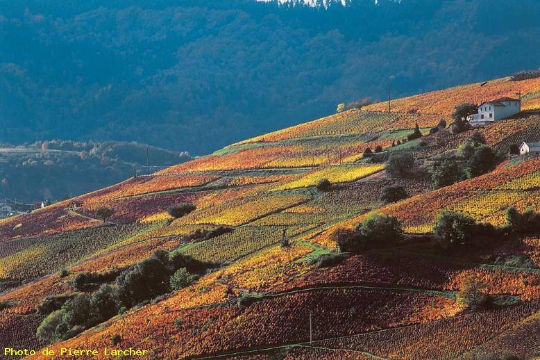 vin du beaujolais