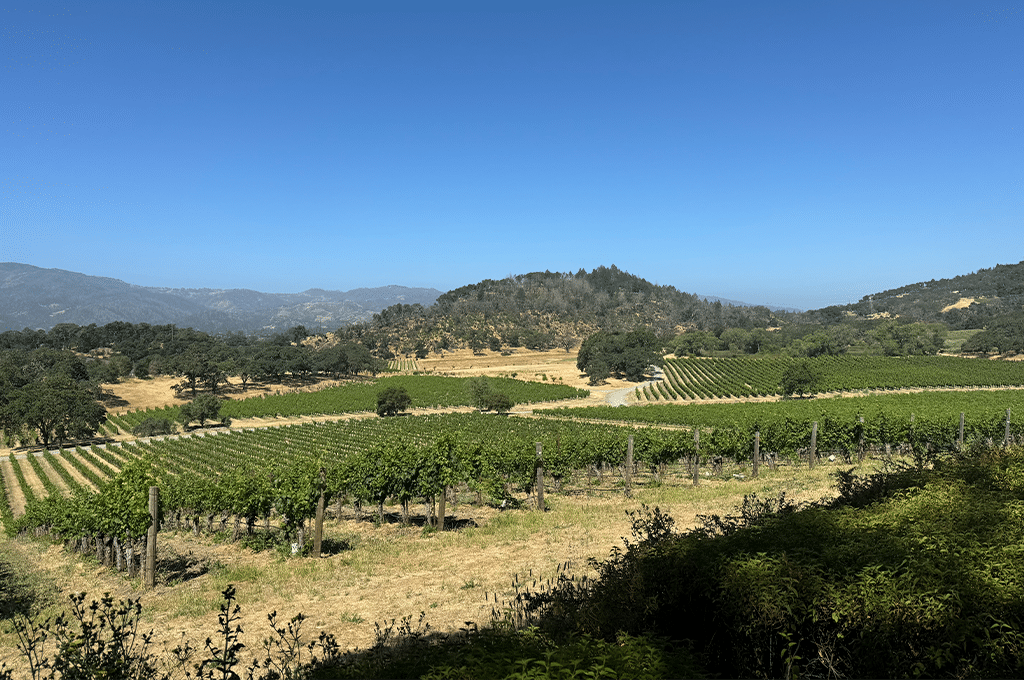 Vignes Californie