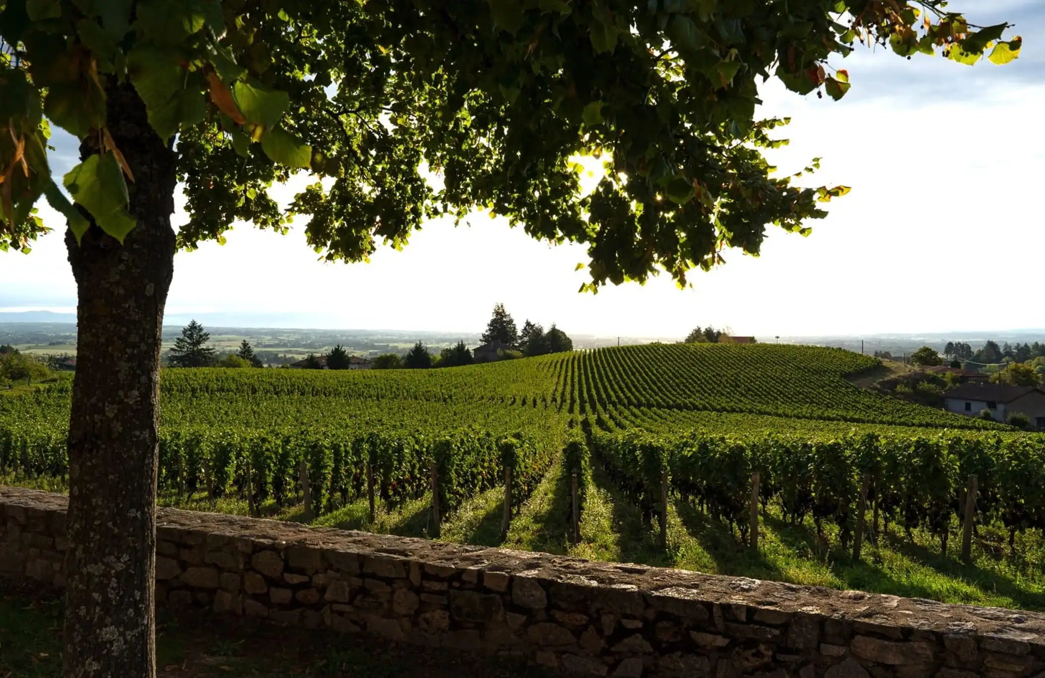 Domaine Sérol