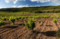 Clos Bagatelle