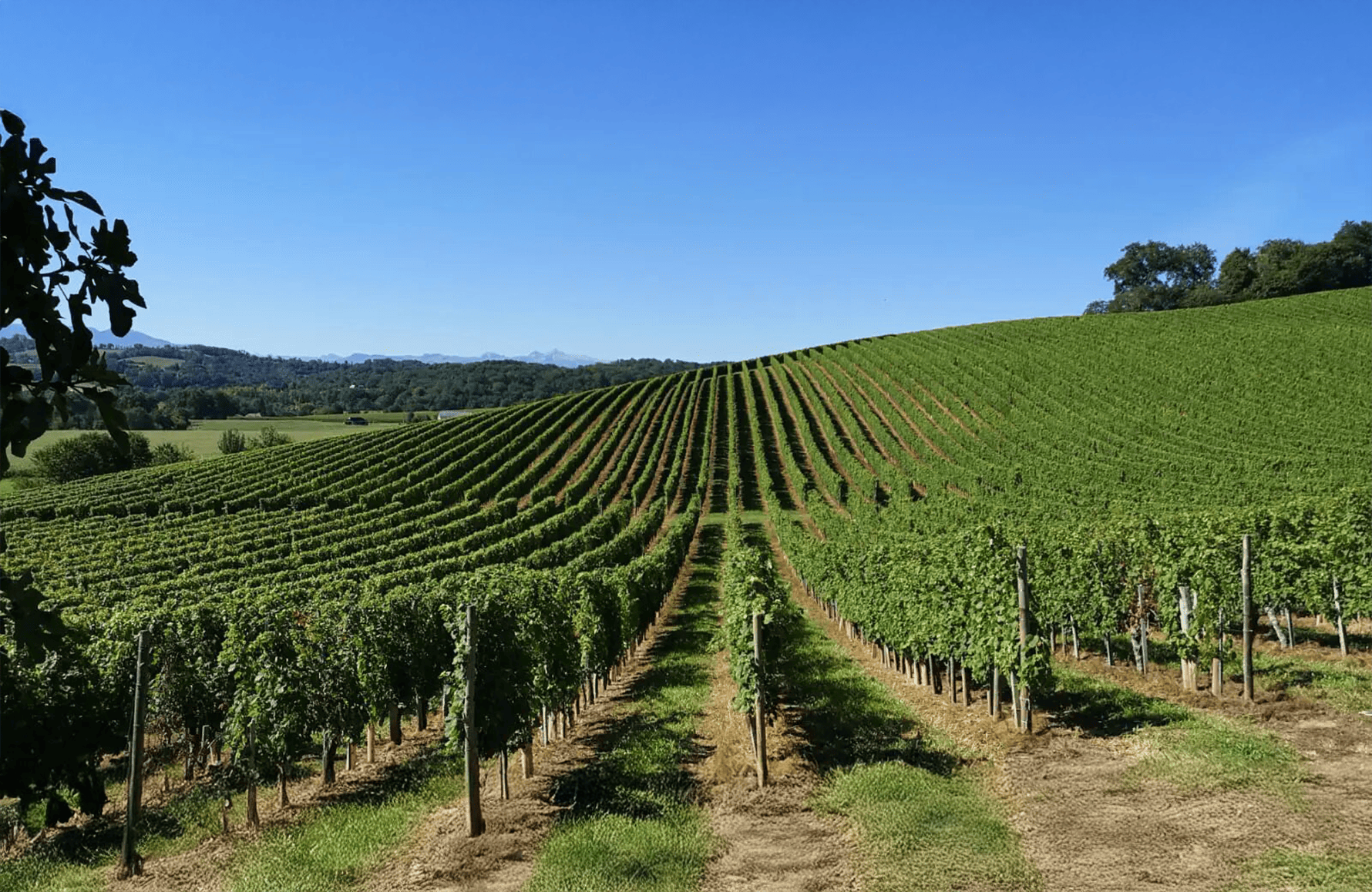 Domaine Cauhapé