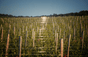 Domaine Grosbois