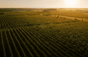 Domaine Guiberteau