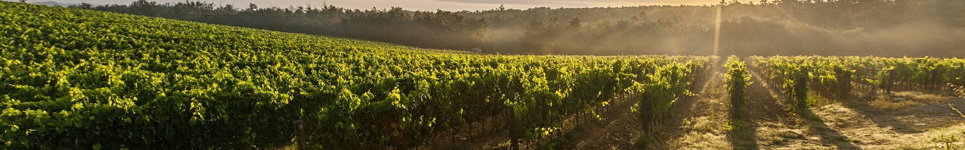 Château Haut-Bailly