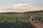 Domaine Bertagna
