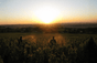 Weingut La Soufrandière