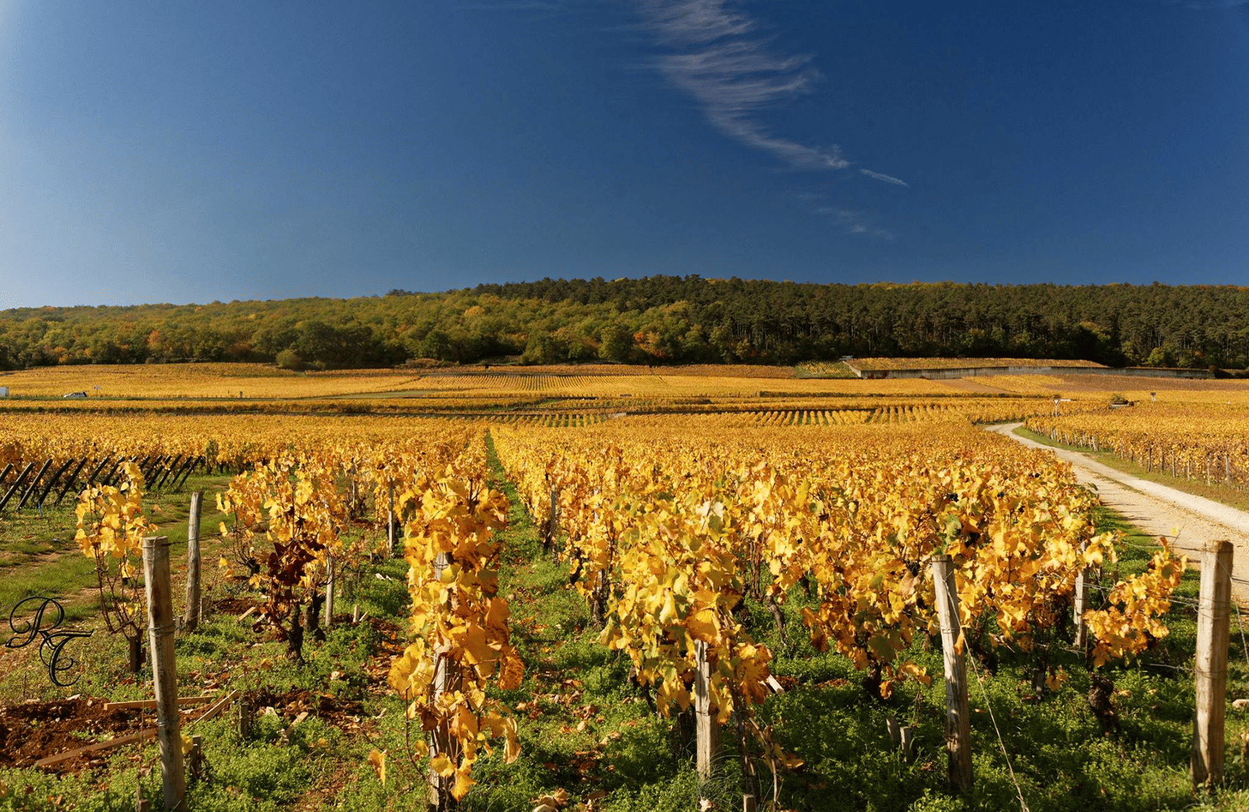 Domaine Rossignol-Trapet