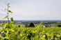 Michel Lafarge Estate