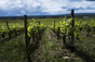Domaine Eric de Suremain