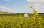 Champagne Louis Roederer