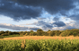 Domaine du Clos des Fées