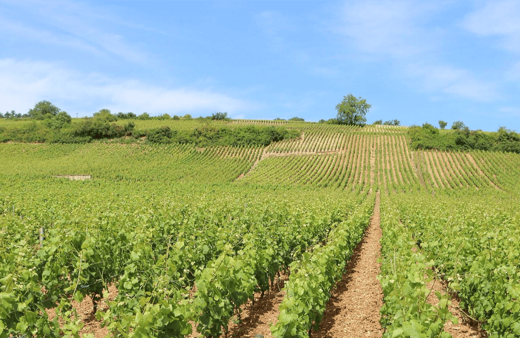 Domaine A.F. Gros